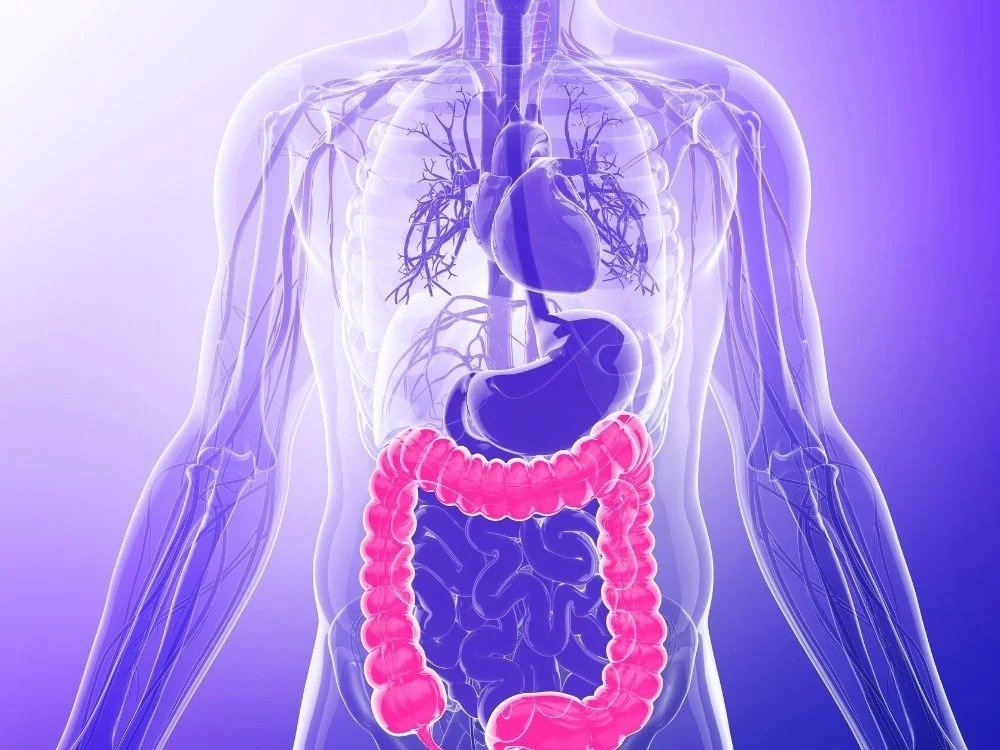Ilustração anatômica do sistema digestivo destacando o intestino em conteúdo informativo sobre transplante de fezes.